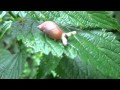 Обложка плейлиста: 2011-07-01 - Alien: Leucochloridium paradoxum in Gastropoda / Чужой: Лейкохлоридий парадоксальный в брюхоногом